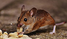 24 Hour & Emergency Exterminators in Oneida, TN